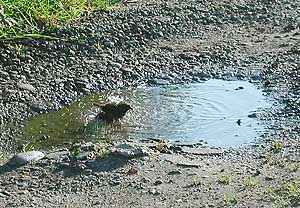 15cb-birdbath.jpg