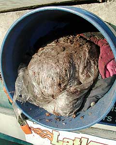 15cb-spudplacenta.jpg